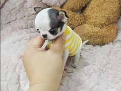 -小六汤包·老字号·中华名小吃(公园南路店)