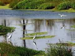 -羊亭河湿地公园