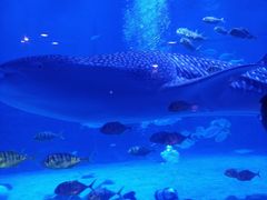 -烟台海昌鲸鲨海洋公园