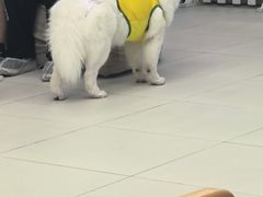 -怪兽屋·羊驼·猫咖·狗咖(俊华广场店)