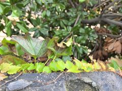-虞山城墙