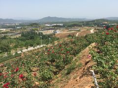-密云玫瑰情园