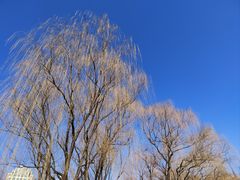 -朝阳公园