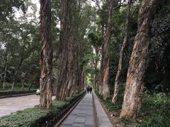 -中山大学学者灵芝(园南路店)