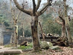 -都江堰中华大熊猫苑