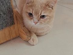 -平行世界·猫咖(首经贸店)
