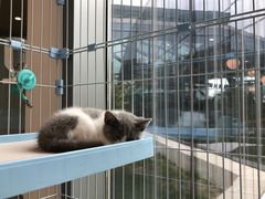 -猫的天空之城概念书店(北戴河蔚蓝海岸店)