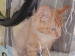 -艾吉宠物医院·疑难杂症转诊中心·猫友好(碧江路院)