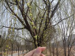 -武清南湖绿博园