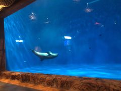 -华夏文旅海洋公园