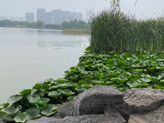 -洛阳市隋唐城遗址植物园