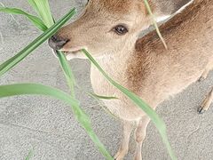 -鹿境梅花鹿生态园区