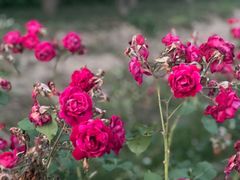 -海上花岛玫瑰园采摘