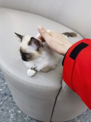 -风生造型