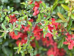 -海棠花溪(元大都城垣遗址公园)