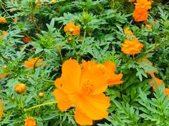 -前小桔亲子创意农场·草莓采摘·露营烧烤