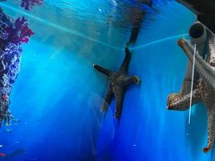 -芜湖新华联大白鲸海洋公园