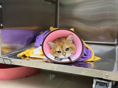 -瑞派动物医院·猫专科·至诚(江南中分院)