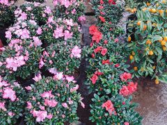 -桂林市花鸟市场