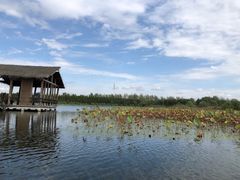 -溱湖国家湿地公园