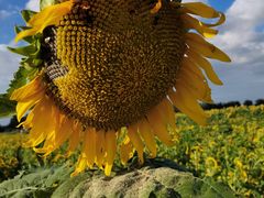 -汉长安城未央宫国家考古遗址公园