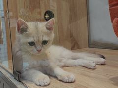 -BABIT巴比特宠物(MOMOPARK店)