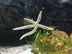 -暹罗海洋世界