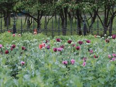 -国家植物园南园