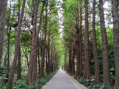 -上海滨江森林公园