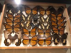-墨尔本博物馆(Melbourne Museum)