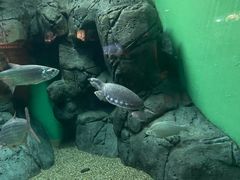 -上海海洋水族馆