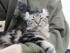 -李小姐の猫咖啡馆(五角场店)