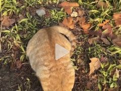 -爱侣·安琦尔宠物医院·中兽医针灸·心内科·狂犬免疫点(宝山区院)