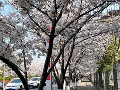 -高东镇樱花园