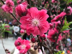 -桃花涧