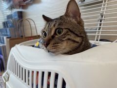 -凯特喵百思猫专科医院
