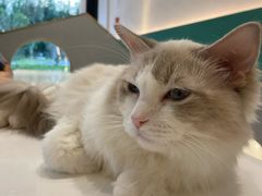 -飞行喵MR PILOT|猫舍·猫咖(静安大融城店)