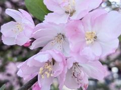 -金水泊山庄·花椒鸡(铁山坪店)