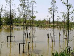 -上海长兴岛郊野公园