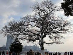 -橘子洲景区