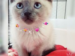 -喵zoo家庭繁育猫舍(尖东智能花园店)