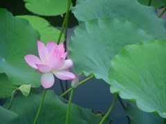 -荔湾湖公园