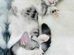 -COLOR PETS 撸猫馆·购猫·猫咖(长风大悦城店)
