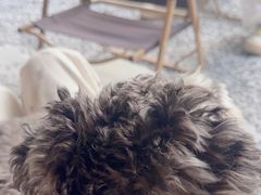 -J Create城市露营咖啡·简餐·宠物(上海动物园店)