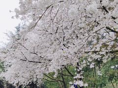 -杭州少年儿童公园