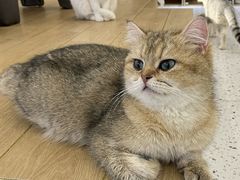 -猫域·湾主题猫咖·宠物吧(南坪城市广场店)