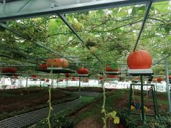 -兰陵国家农业公园