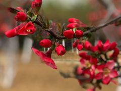 -武汉紫薇都市田园