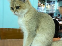 -猫小院猫主题餐厅(三里屯店)