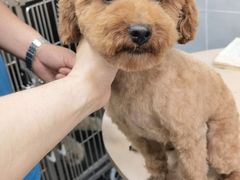 -宠福鑫康馨动物医院·骨科·眼科